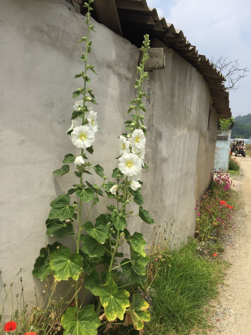 CLOSE-UP OF FLOWERING PLANT AGAINST WALL AND BUILDING