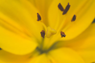 Macro shot of yellow flower