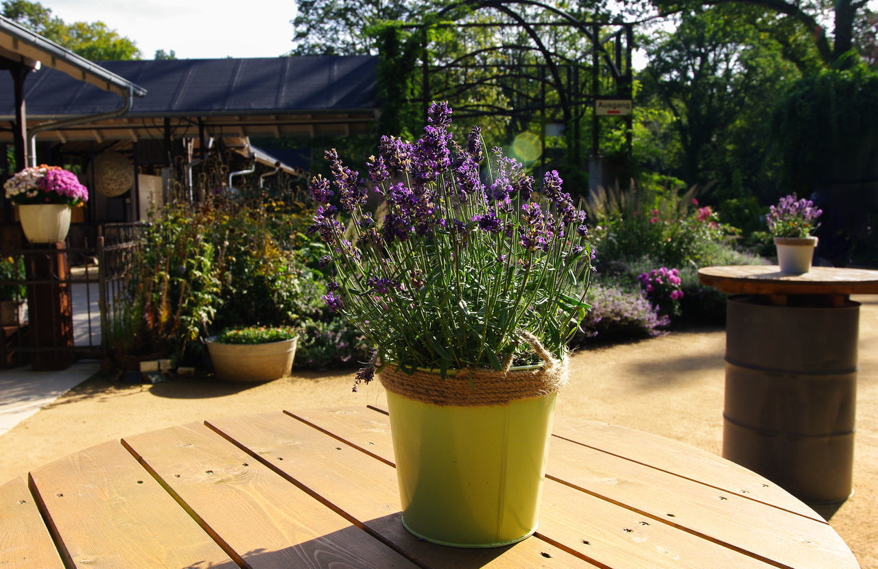 CLOSE-UP OF POTTED PLANT ON TABLE IN BACKYARD