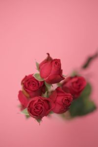 Close-up of pink roses against red background