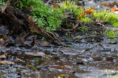 wildlife