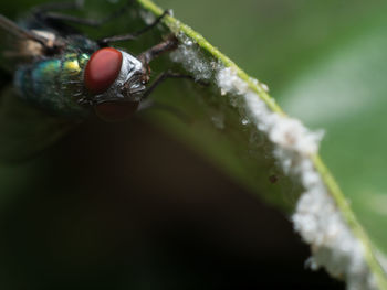 Close-up of water drops on fruit