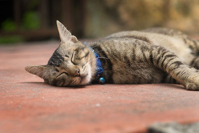 Close-up of a cat resting