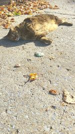 High angle view of bird on ground