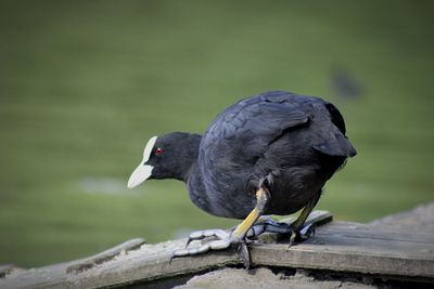 Close-up of bird