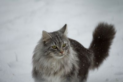 Cat looking away on snow field