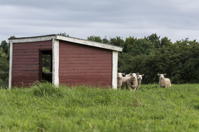 Sheep by barn on field against sky