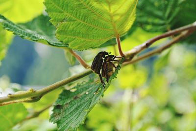 Close-up of insect on plant