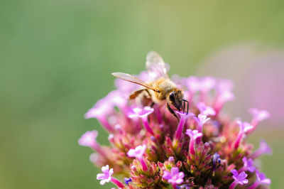 Close-up of bee on flower