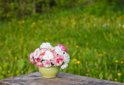 Marguerite daisy flowers in ceramic vase on the wooden bench outdoors.