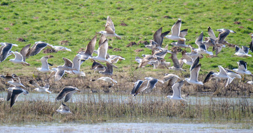 Birds in water