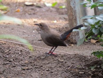 Close-up of bird perching on a field