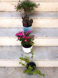 Close-up of potted plant against wall