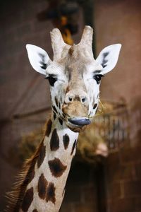 Close-up of giraffe