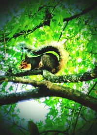Close-up of lizard on tree