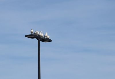 Low angle view of street light against sky