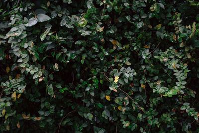 Full frame shot of leaves on field