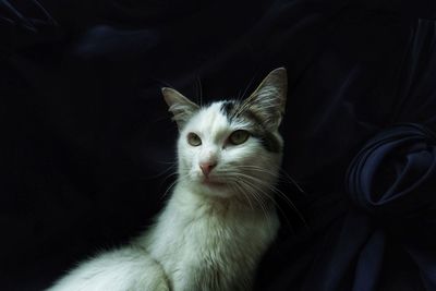 Portrait of cat looking at camera.