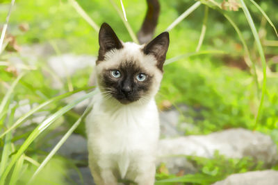 Portrait of cat by plant outdoors