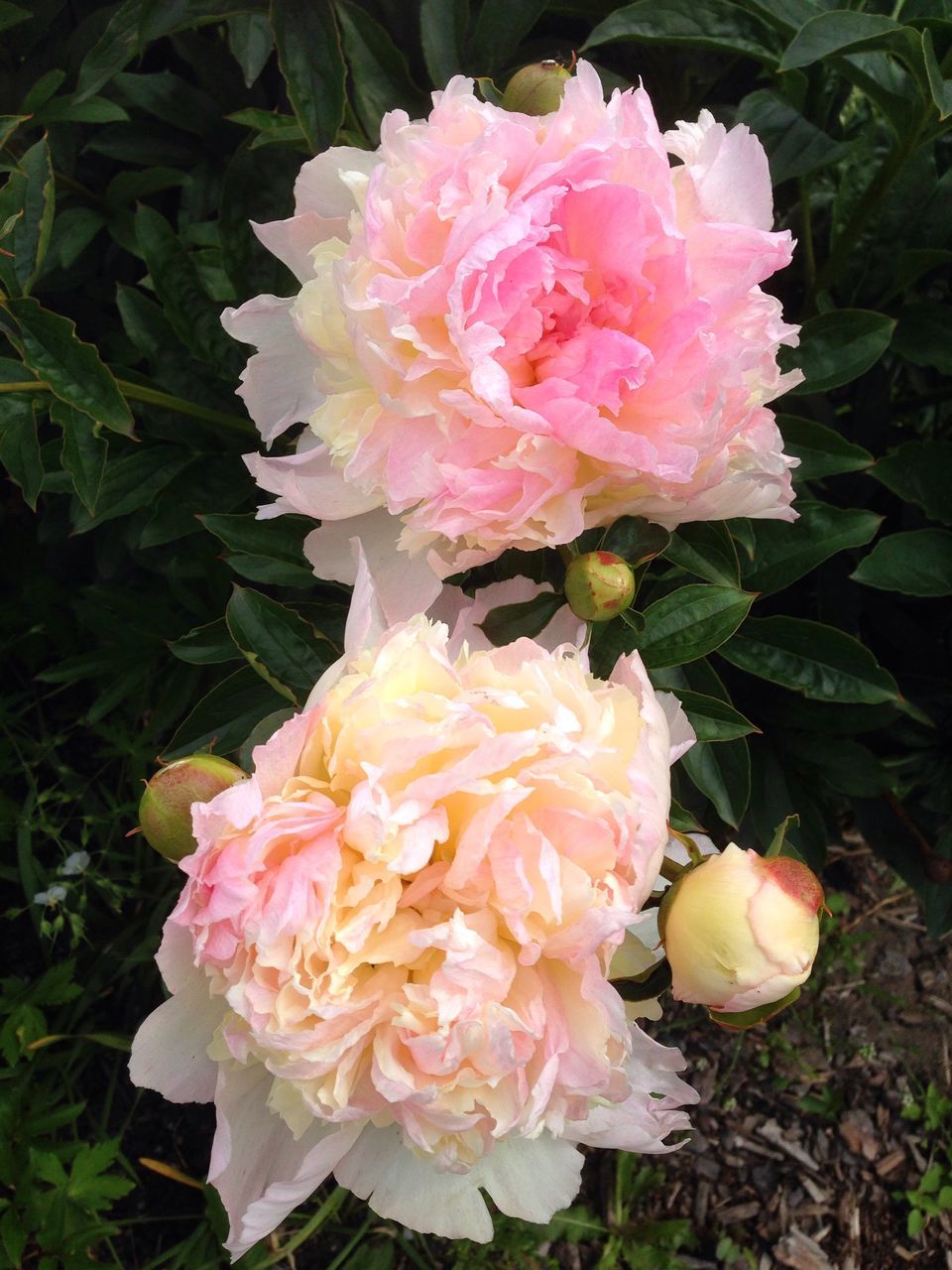 flower, freshness, petal, fragility, flower head, growth, beauty in nature, pink color, blooming, nature, close-up, plant, leaf, in bloom, rose - flower, high angle view, springtime, blossom, park - man made space, outdoors