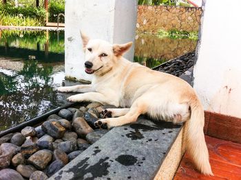 Portrait of dog lying on retaining wall by pond in park