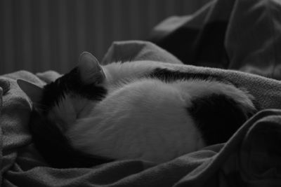 Close-up of cat sleeping on bed