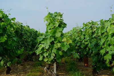View of vineyard against sky