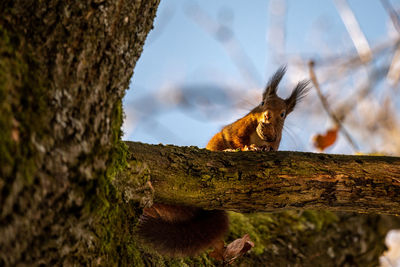 Low angle view of squirrel on tree trunk