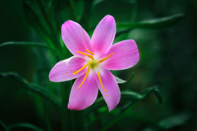 Close-up of pink flower