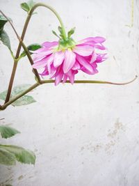Close-up of pink flowers against water