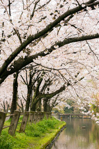 View of cherry blossom trees