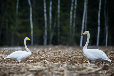 Birds on a land