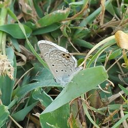 Close-up of butterfly perching on plant