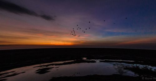 Silhouette birds flying over sea against sky during sunset