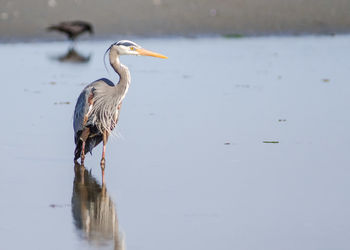 High angle view of gray heron perching on a lake