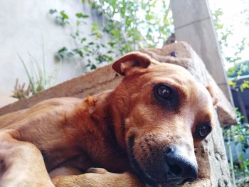 Close-up portrait of dog lying down