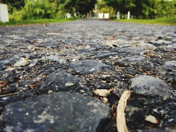 Close-up of leaves on road