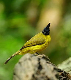 Close-up of bird perching on leaf