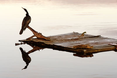 Bird on lake against sky