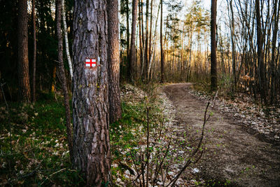 Trees in forest