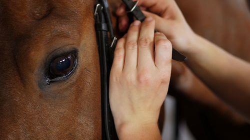 Close-up, women's hands put on a bridle, tighten leather straps on the muzzle of a thoroughbred