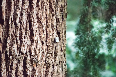 Close-up of tree trunk