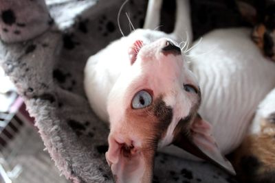 Close-up portrait of young woman lying down