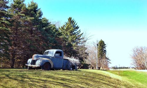 Trees on grassy field against clear sky