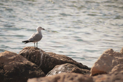 Seagull perching on rock by sea