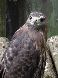 Close-up portrait of owl