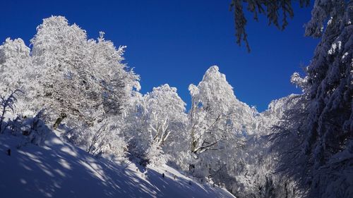 Snow covered trees against blue sky