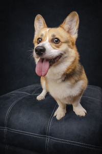 Portrait of dog sitting on sofa at home