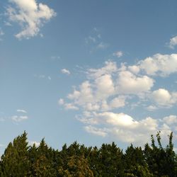 Low angle view of trees against sky