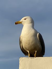 Seagull perching on a rock